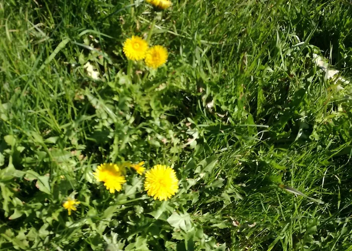 Apart Tiefenbach